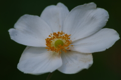 秋明菊-白花
