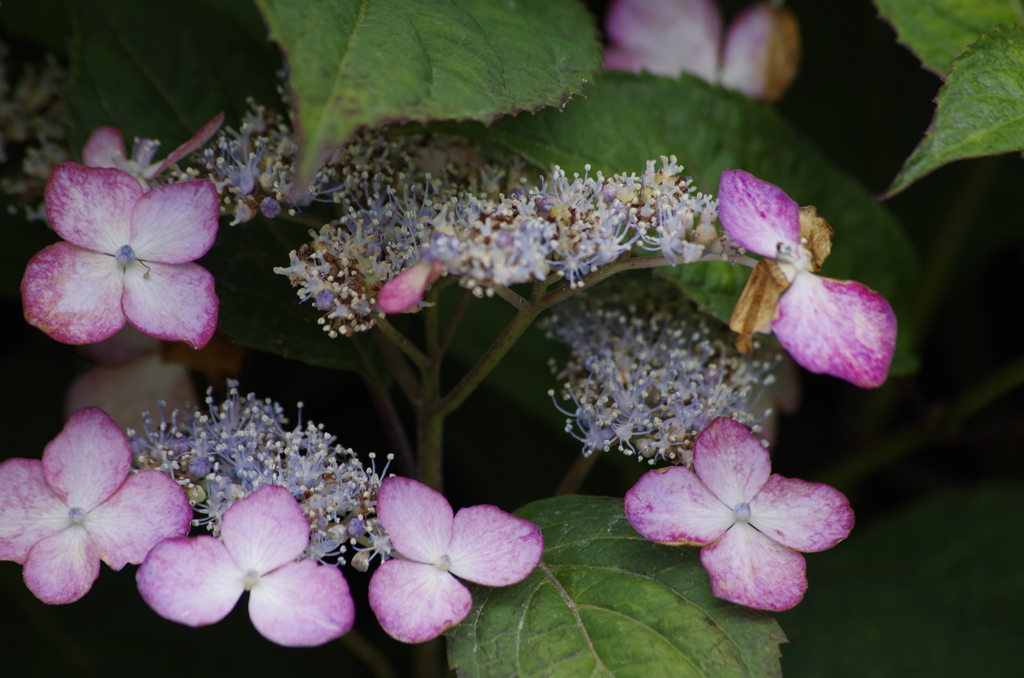 花散歩‐紫陽花1
