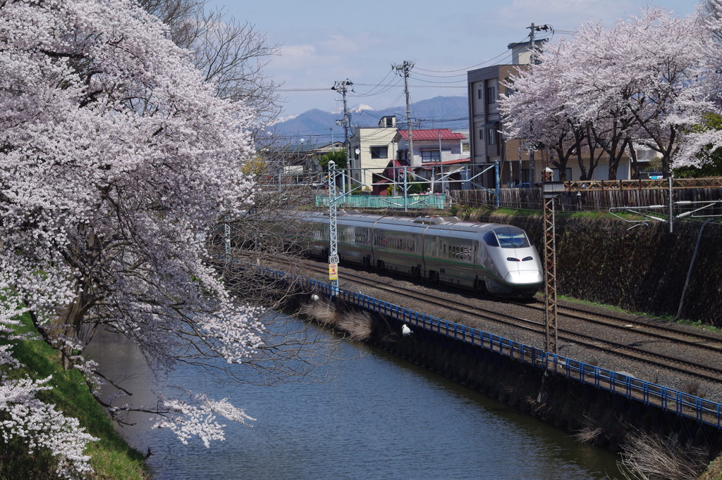 お堀の桜-4