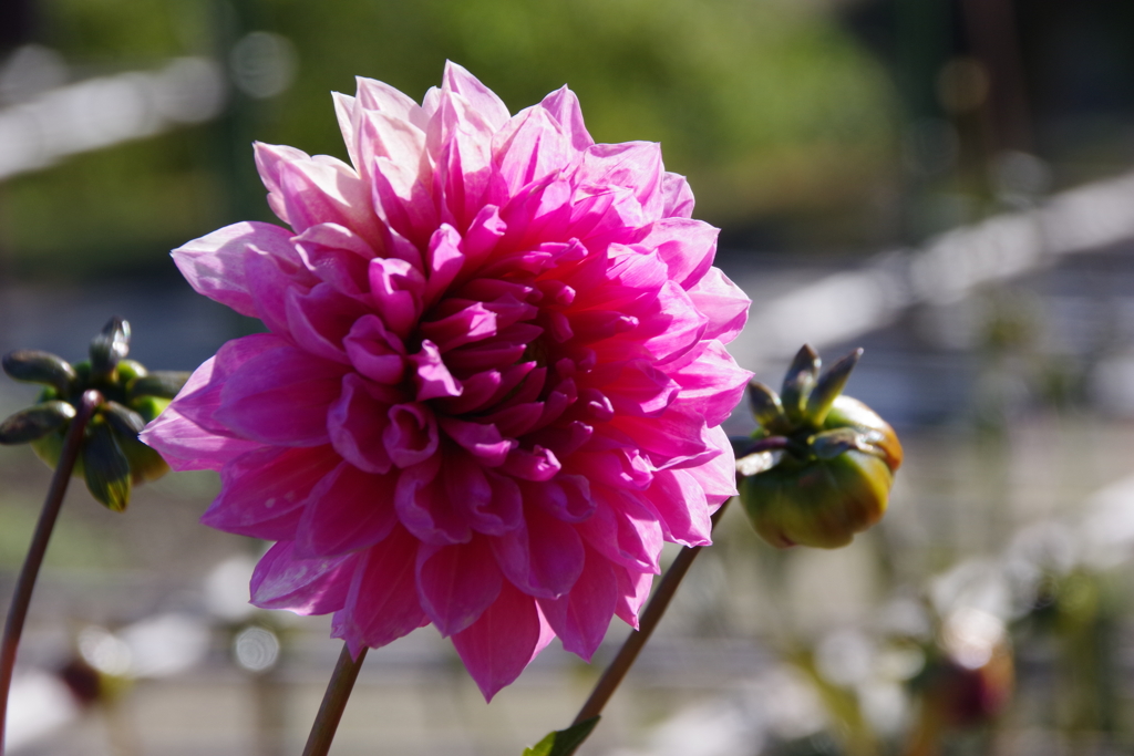 一花