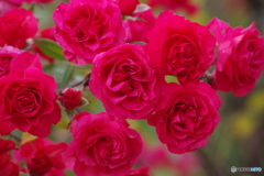 冬支度の仕舞いバラ3