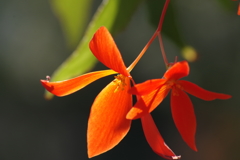 神代植物公園の花達-ベゴニア