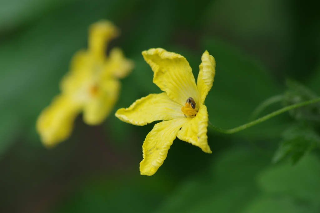 家の周りで‐ゴーヤの雄花