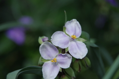 大王ワサビ農場-薄桃の紫露草