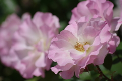 花散歩-ピンクのバラ