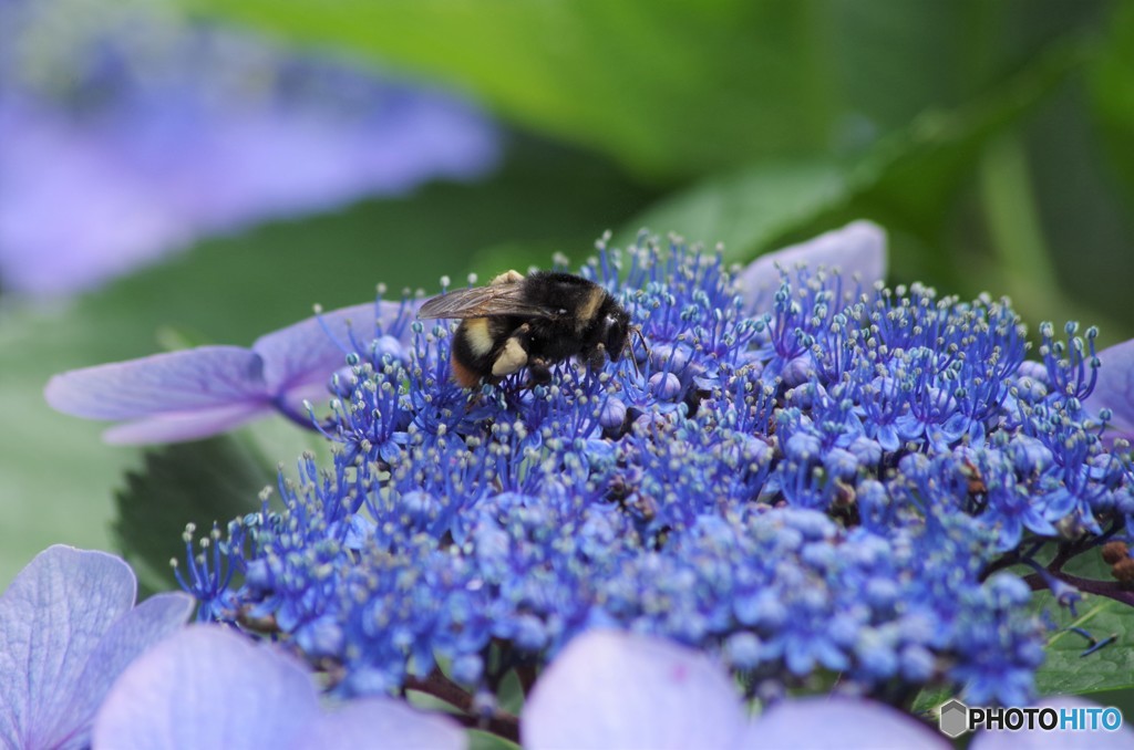 夏の忘れ物‐紫陽花と花蜂
