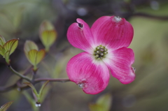 春の忘れ物‐花水木2