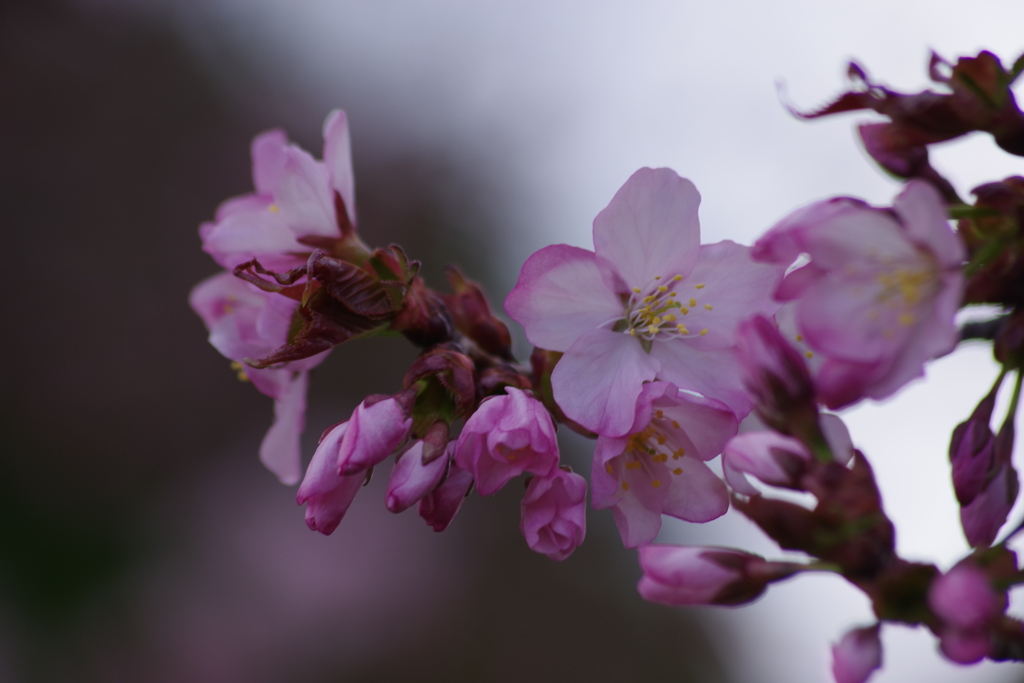 花散歩-公園の桜5