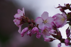 花散歩-公園の桜5