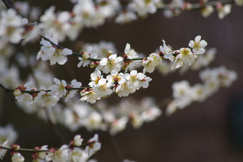 霞城の梅-白梅1