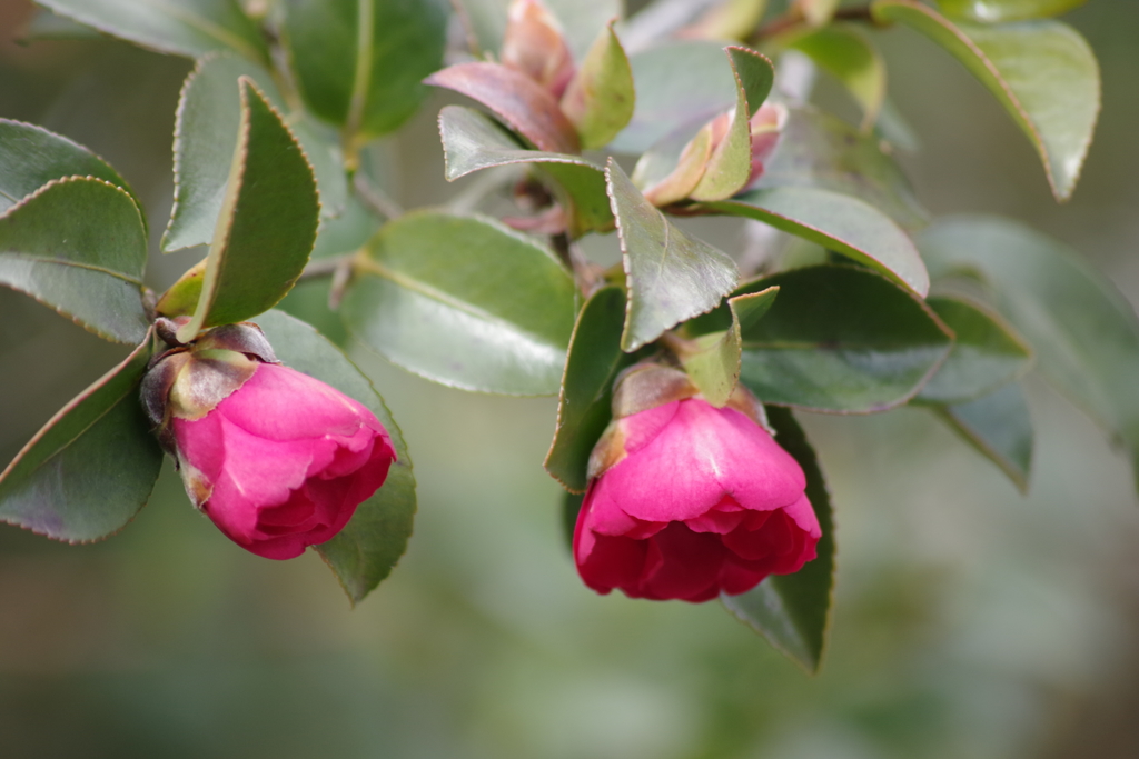 花散歩‐下向きに山茶花