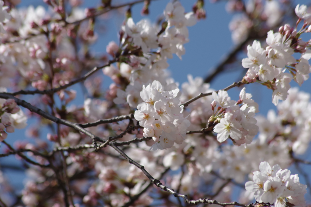 春到来。。お待ちしてました1