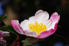 花散歩-山茶花の蕊