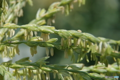 盛夏の花-トウモロコシ