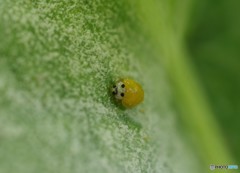 幸せを呼ぶといわれる黄色いテントウムシ