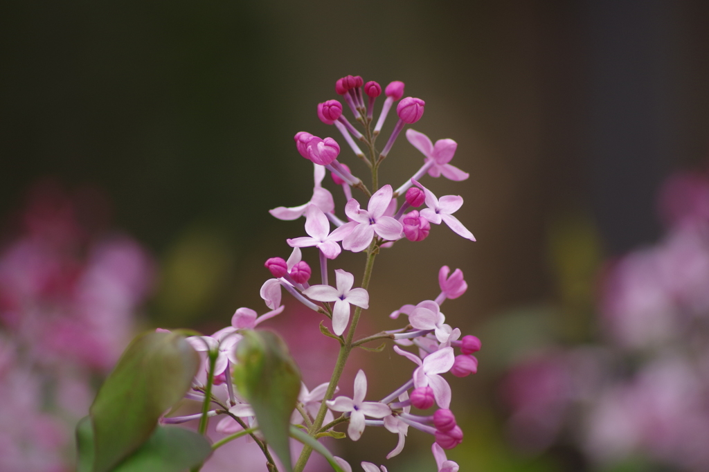 リラの花咲く頃-3