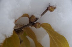 庭の蝋梅も雪の下