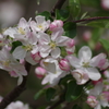 春を待つ心‐林檎