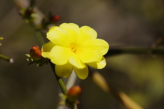 公園散歩‐黄梅擬