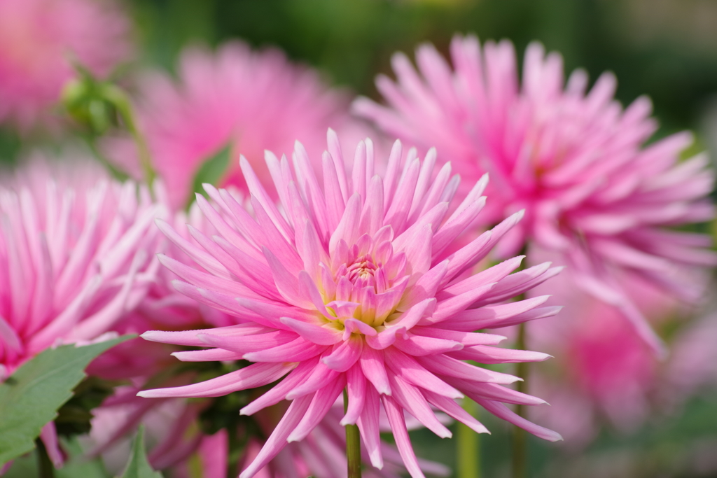 山形のダリア‐スターズレデイ