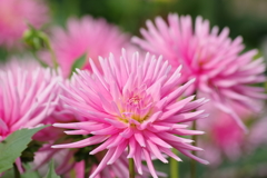 山形のダリア‐スターズレデイ