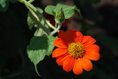 花散歩‐赤いヒマワリ