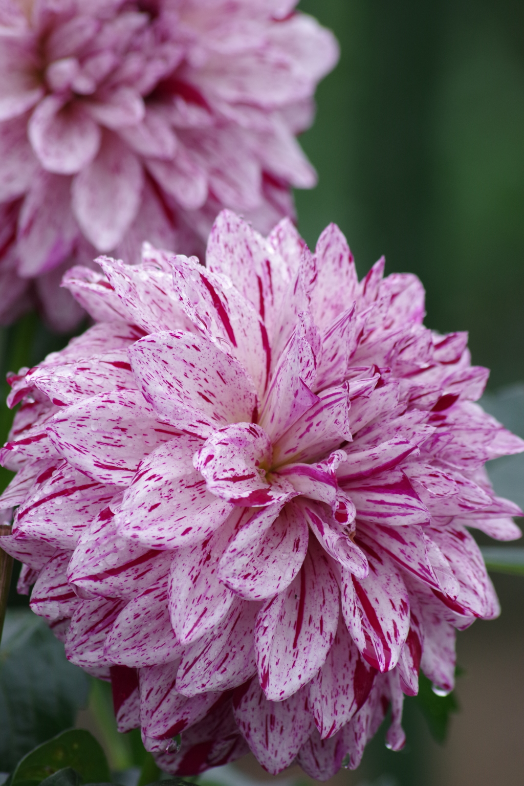 秋田のDahlia‐ヒューリンズ・カンパニー