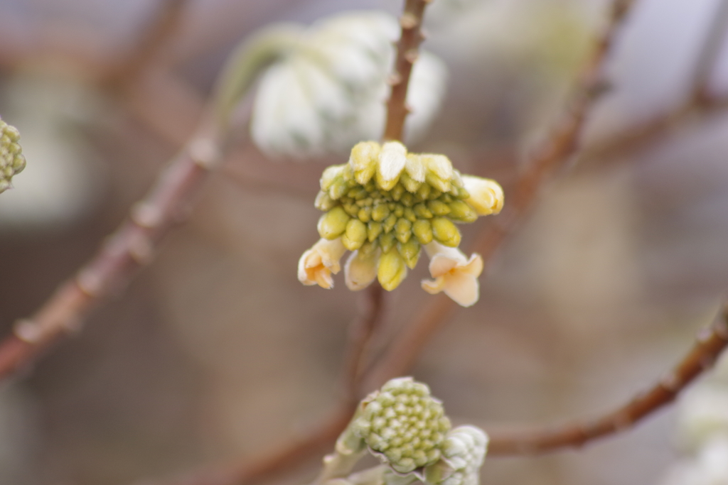 ミツマタが開花