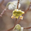 ミツマタが開花