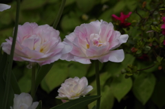 花散歩‐八重ピンクのチューリップ