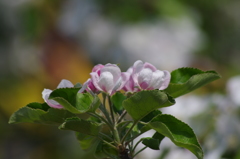 林檎の花-2