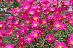 濃桃の小菊