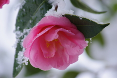 春の雪-椿