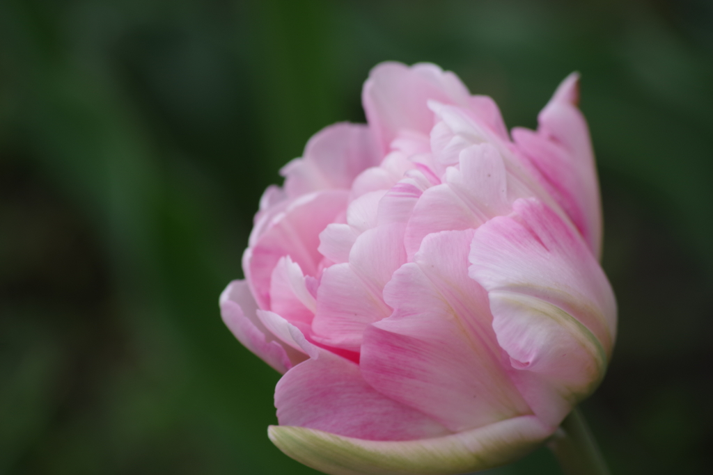 花散歩‐優しさ愛らしさいっぱい