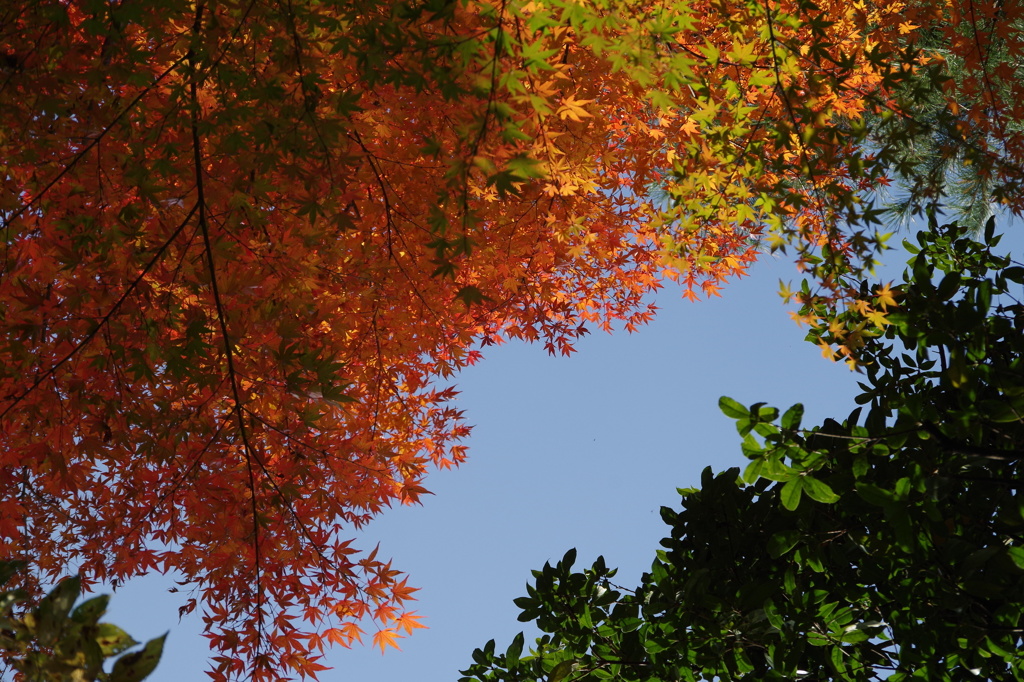 赤青緑