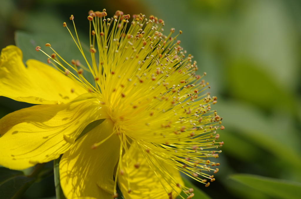 2018.6.4の花散歩‐西洋金糸梅