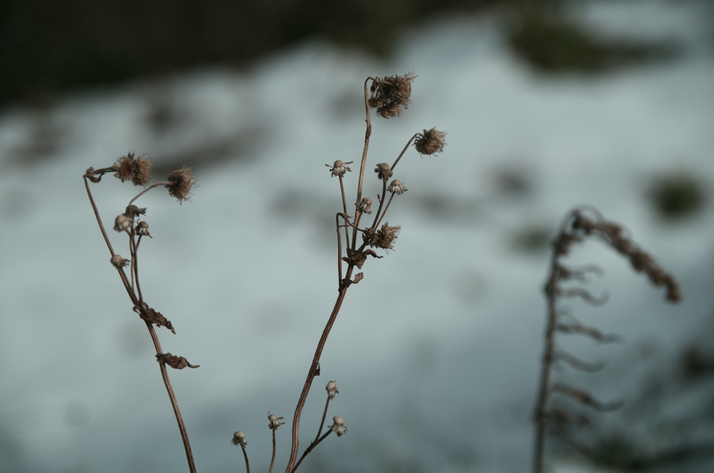 枯れてもなお。。