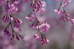 花散歩-紅枝垂桜がゆらりと