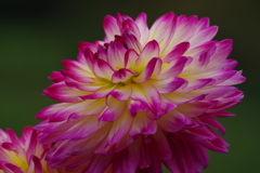 秋田のダリア‐19