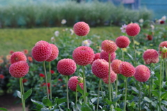 秋田のダリア-スノホドリス