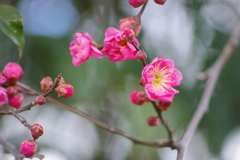 花散歩‐早咲きの紅梅1