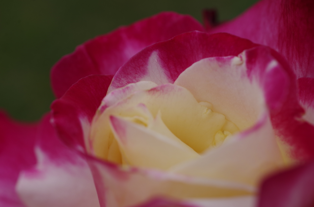 ダブル デライト