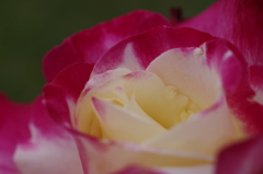 ダブル デライト