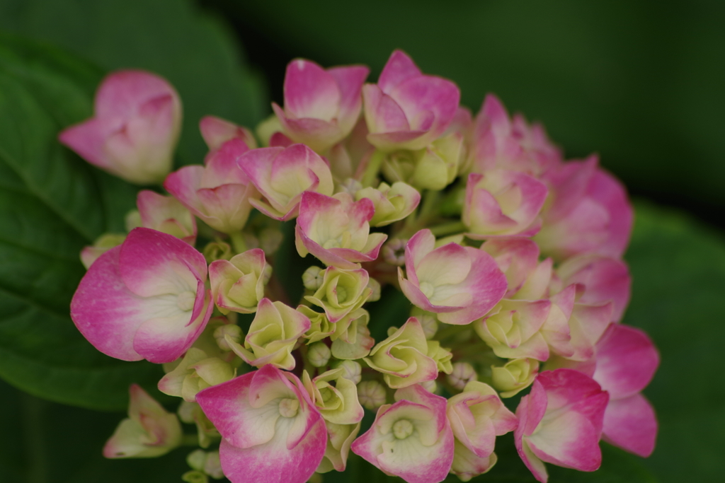 花散歩‐紫陽花3