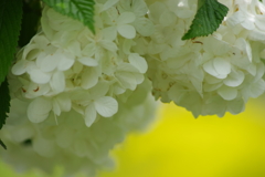 花散歩-オオデマリ