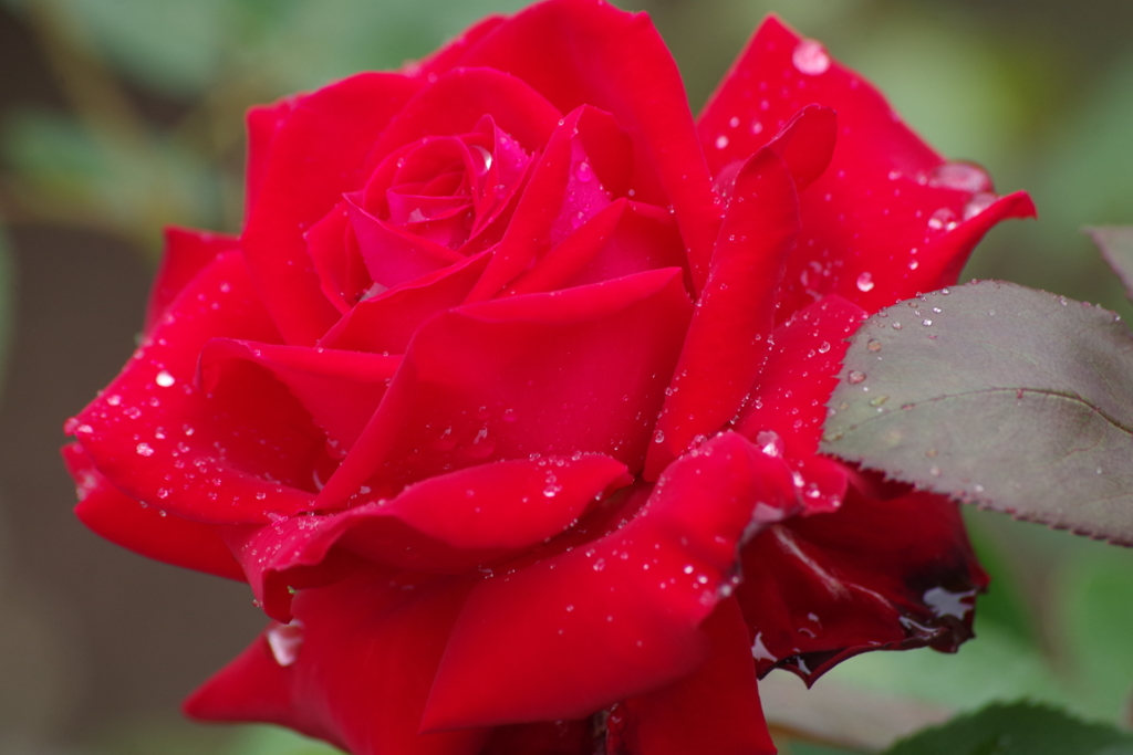 6/8 マルディグラス