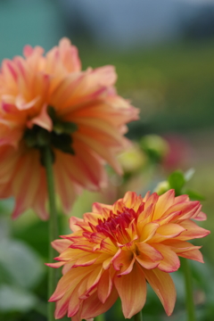 秋田のダリア-2017新作29