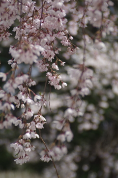 上山城の桜-2