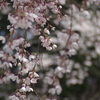 上山城の桜-2