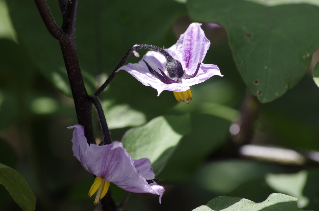 花散歩‐茄子